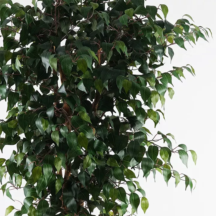 Διακοσμητικό φυτό σε γλάστρα Banyan Inart πράσινο Φ95x180εκ