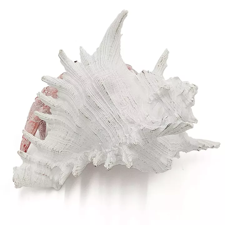 Artekko Animal Κόκκινο Επιτραπέζιο Διακοσμητικό Καβούρι σε Λευκό Κοχύλι από Ρητίνη (23.5x23.5x17.8)cm