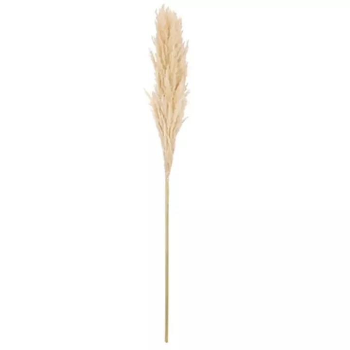 Beauty Home Αποξηραμένο κλαδί Pampas Εκρού 1,00 – 1,10 m