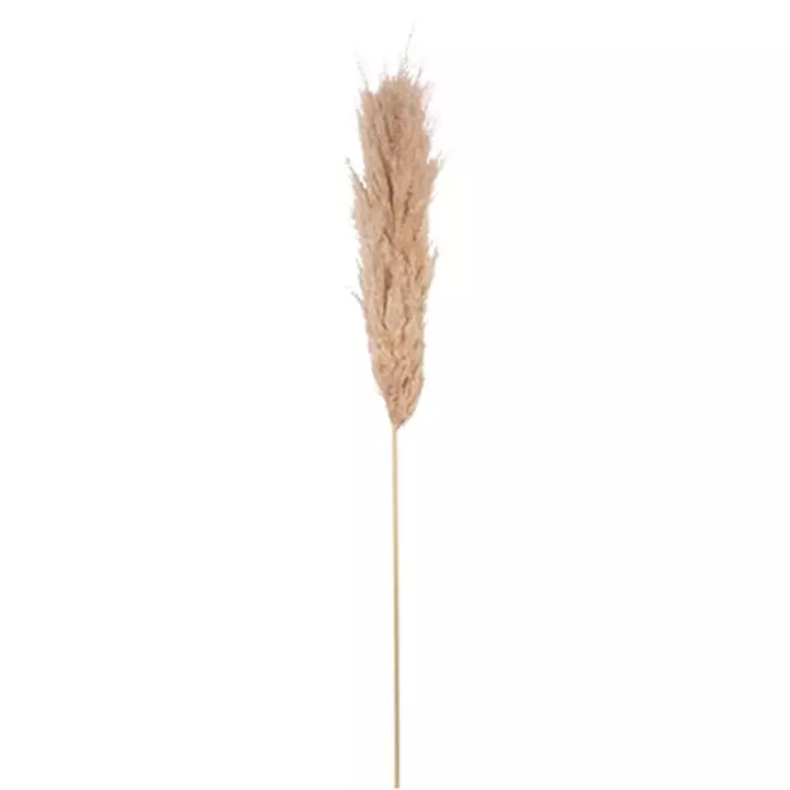 Beauty Home Αποξηραμένο κλαδί Pampas Εκρού 1,15 – 1,20μ