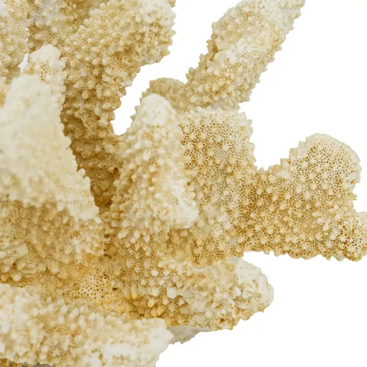 Artekko Coral Μπεζ Διακοσμητικό Κοράλλι Ρητίνης (22x17x14)cm
