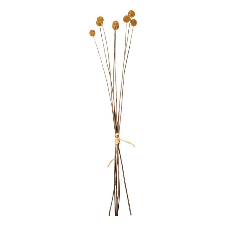 DECORATIVE DRIED BOUQUET CRASPEDIA GLOBOSA HM7956 YELLOW 63Hcm.