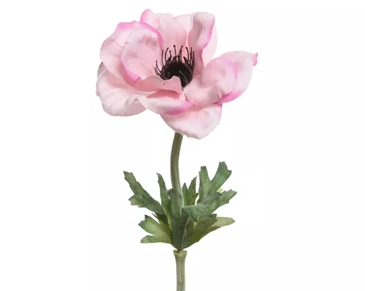 ΑΝΑΕΜΩΝΗ 57 CM
