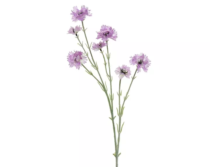 ΛΟΥΛΟΥΔΙ 68 CM