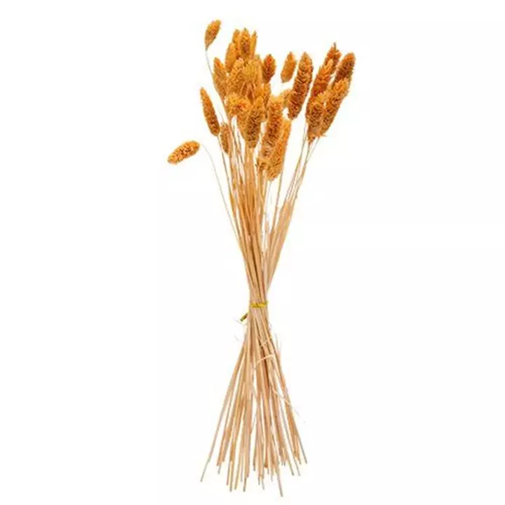 ΜΠΟΥΚΕΤΟ Phalaris ΜΟΥΣΤΑΡΔΙ 60cm – 50 ΤΜΧ