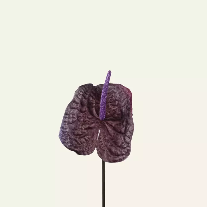 ΑΝΘΟΥΡΙΟ ΜΩΒ 66 cm